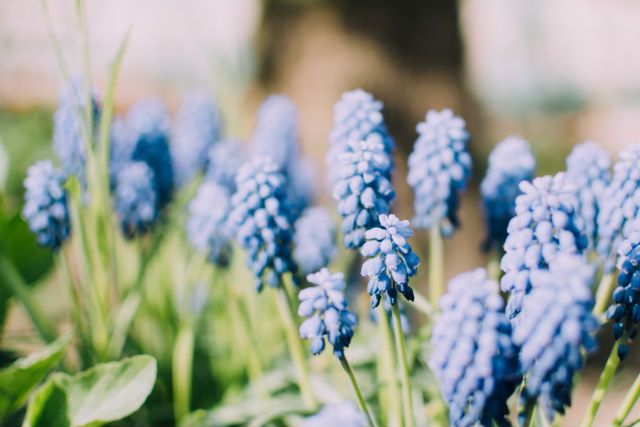 Garden in February