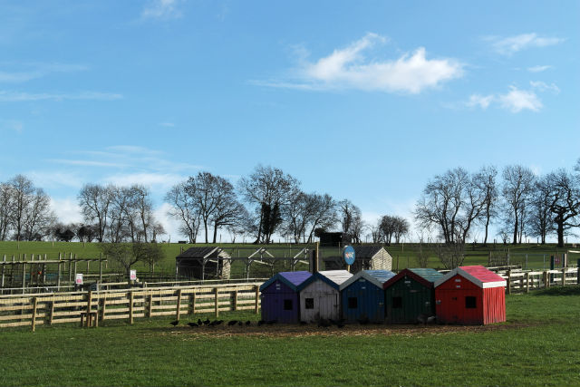 Pig Shelters Bocketts Farm