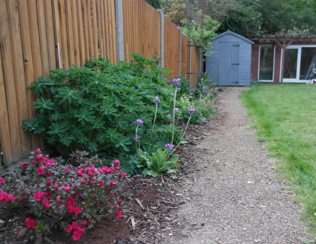 The Long Border - azalea, lupins