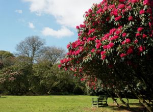 Hot pink rhoddodendron