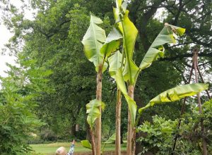 Max and Giant banana plant