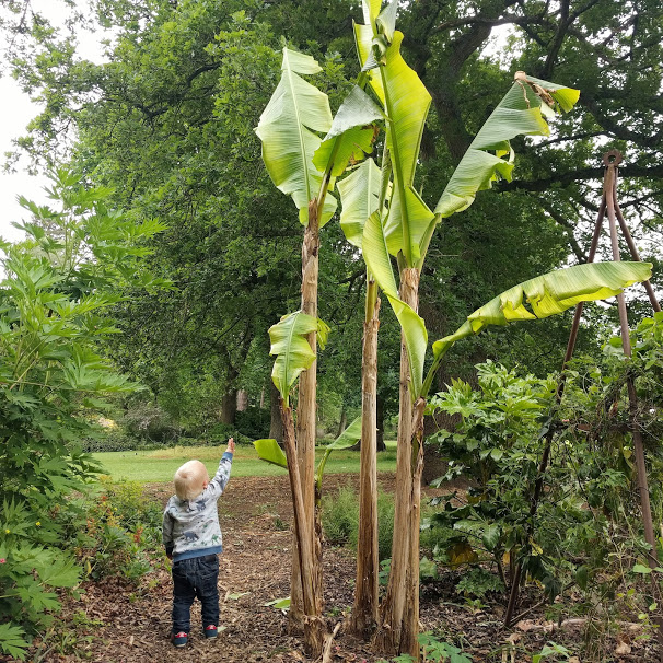 Max and Giant banana plant