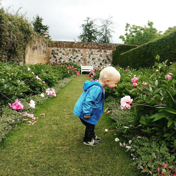 Max smelling the peonies
