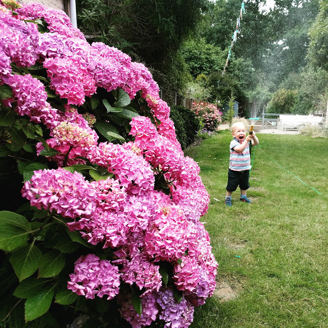 Pink hydrangeas with Max in background spraying hose