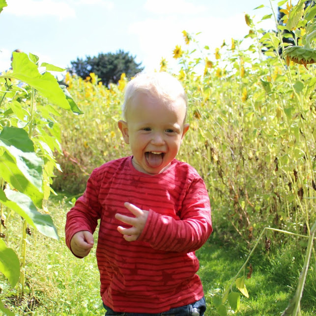 Toddler running through sunflowers