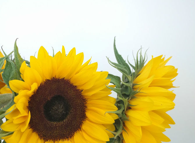 Sunflowers close up
