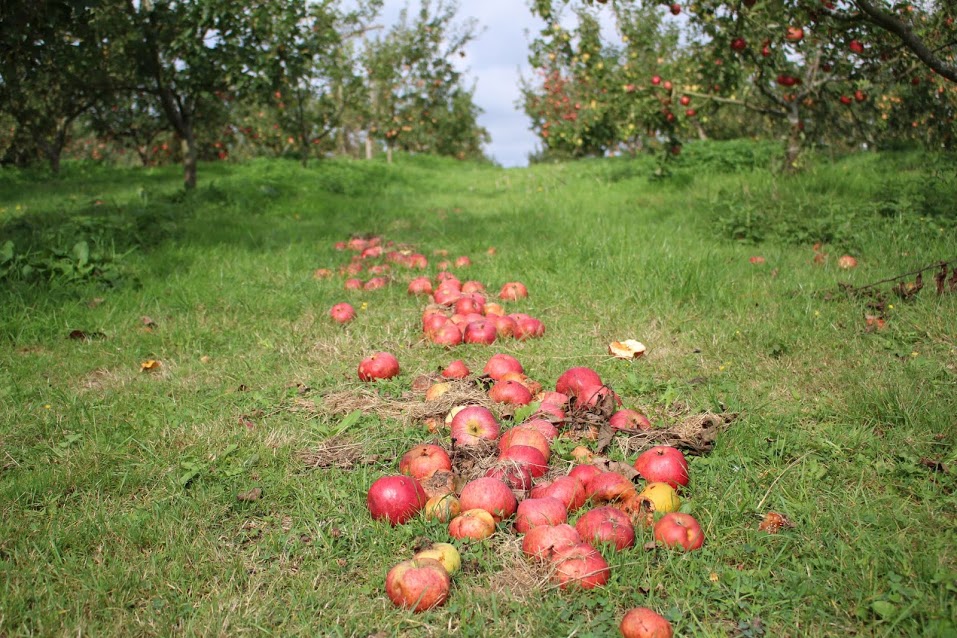 Fallen red apples on grass in orchard