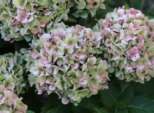 Faded pink hydrangea heads tinged with green