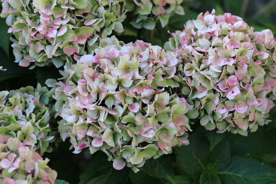 Faded pink hydrangea heads tinged with green
