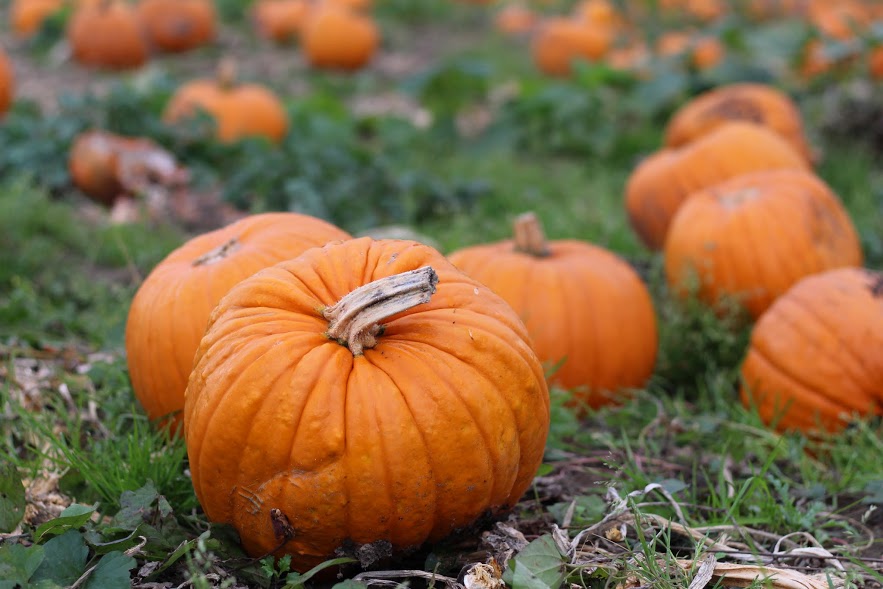 Pumpkin picking at Garsons Farm in Surrey