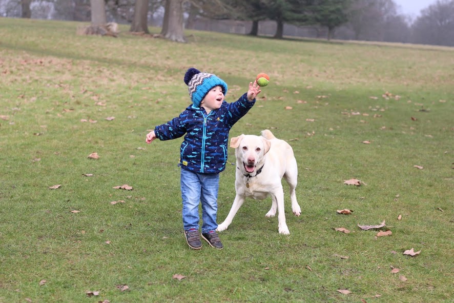 Max throwing the ball for golden labrador