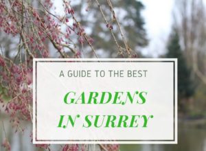 A guide to the Best Gardens in Surrey