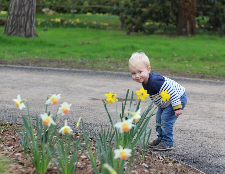 Max leaning forward to smell the daffodils