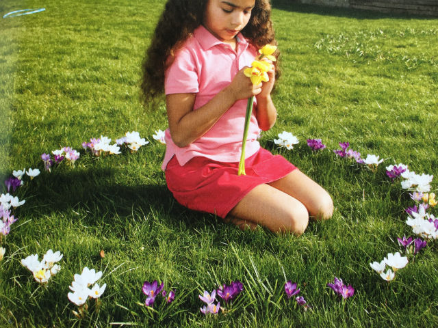 crocus fairy ring