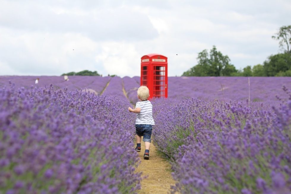 Max running through lavender towards red phone box at Mayfield Lavender Field