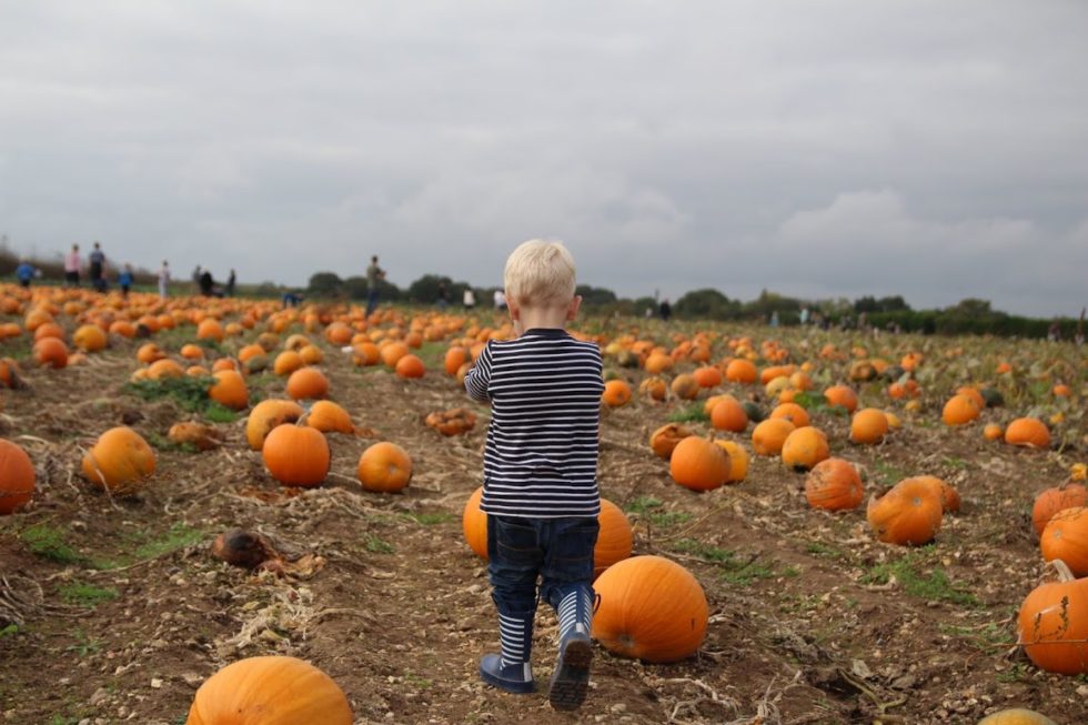 Max walking away, clutching his pumpkin, through the pumpkin field at Pickwell Farm