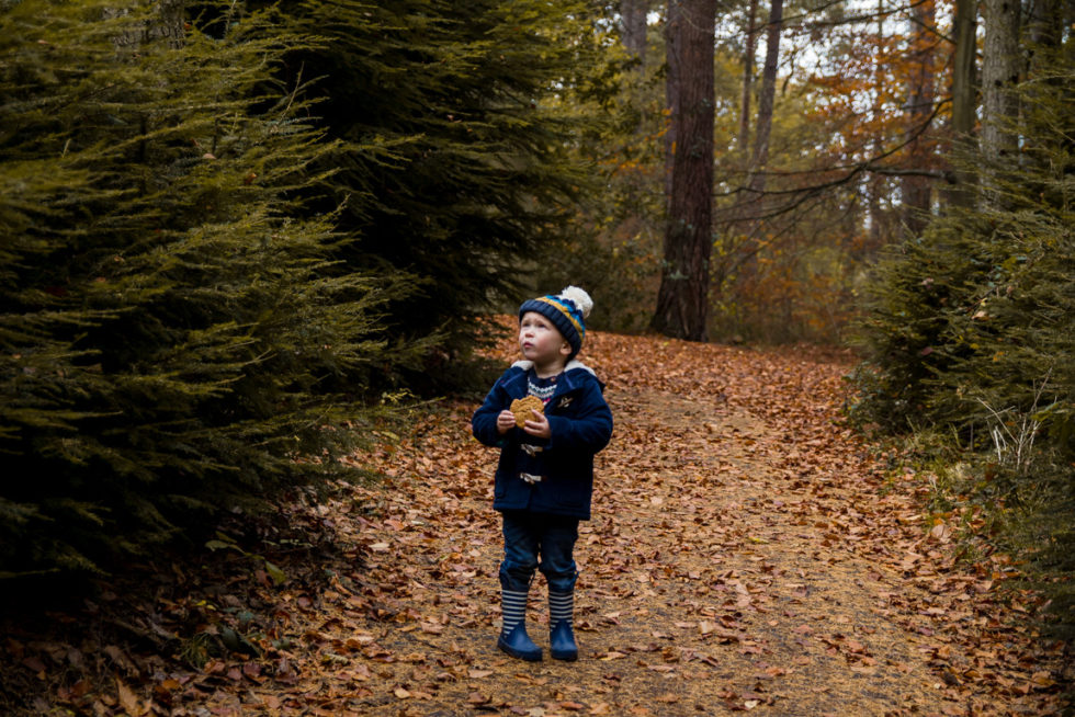 Little boy wearing navy blue duffle coat and bobble hat, stood looking up at a pine tree