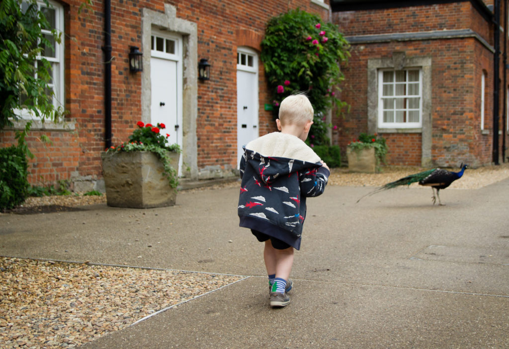 Little boy walking past two white cottage doors, stalking a peacock