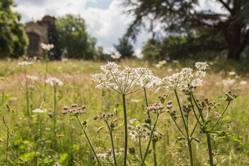 Wildflower meadow with cow parsley at Canons Ashby National Trust