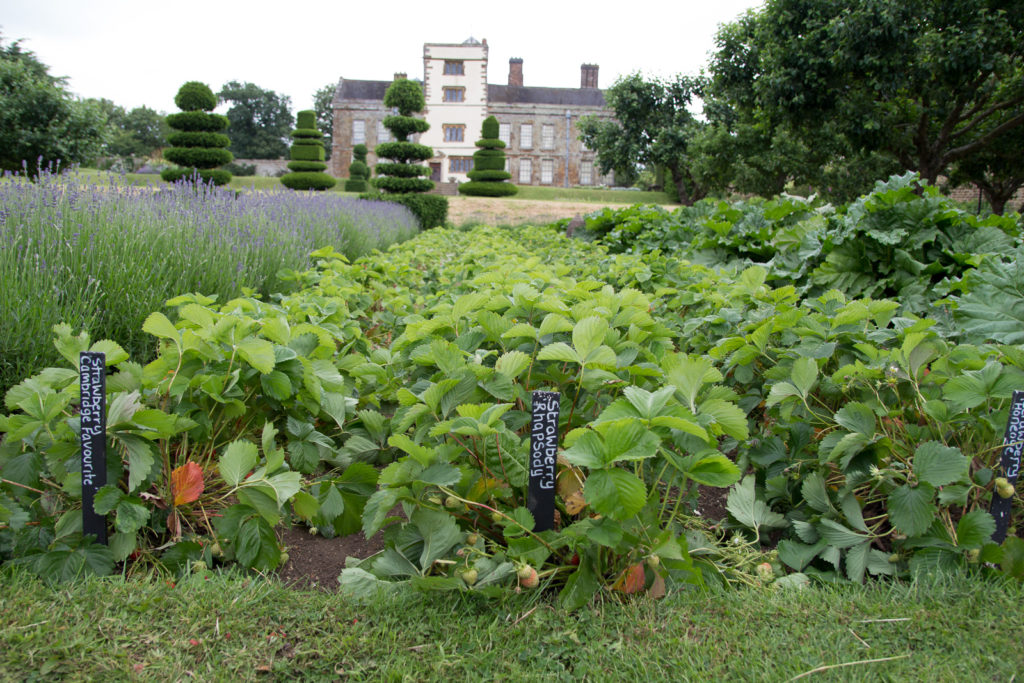 Strawberry patch at Canons Ashby with house in the background
