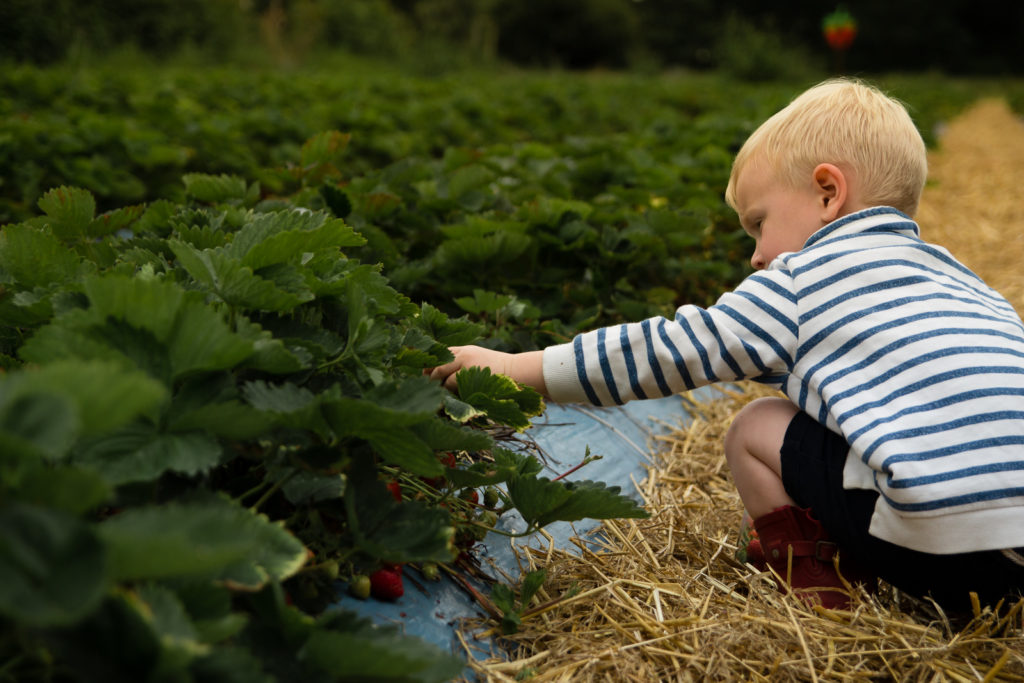 Little boy crouching down, reaching for a strawberry in the strawberry fields