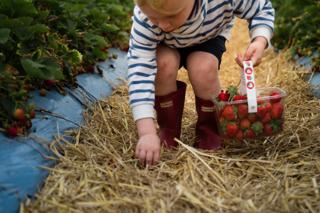 Little boy reaching down to pick up a strawberry off the straw lined ground in the strawberry field
