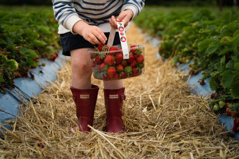 Little boy wearing red wellies and blue shorts, holding a strawberry punnet which is full of ripe strawberries. He is standing in a strawberry field, with straw on the ground and strawberry plants lining either side