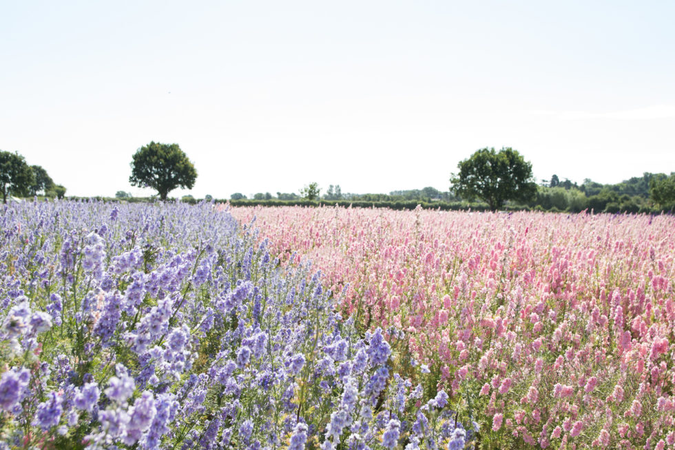 Confetti field at Wick, Pershore