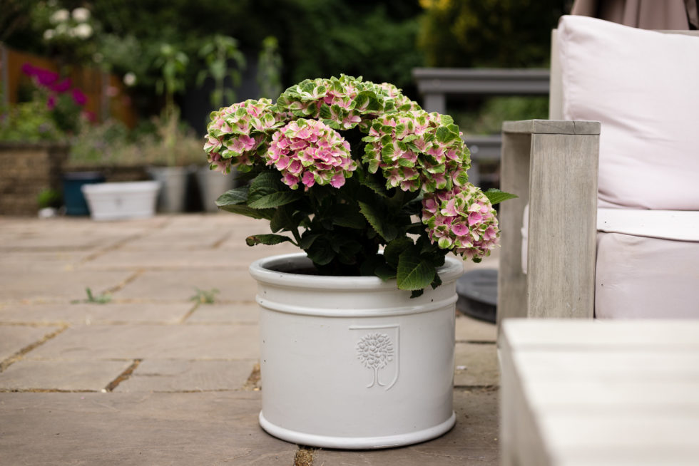 Patio with grey RHS pot sat next to grey garden sofa, with Magical Revolution Pink Hydrangea planted in it