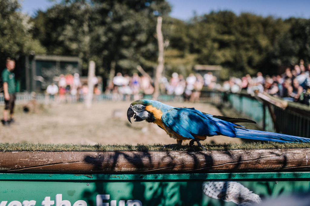 Parrot walking along the edge of the bird arena at Paradise Wildlife Park