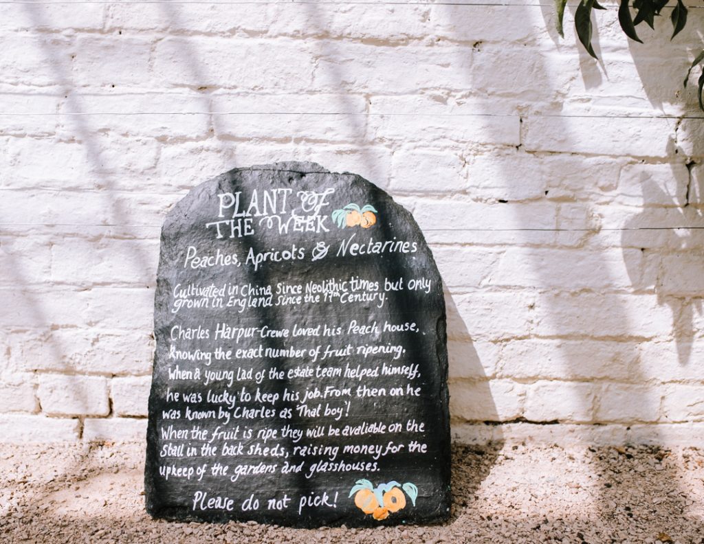 Blackboard sign reading "Plant of the Week: peaches, apricots and nectarines" at Calke Abbey in the Orangery