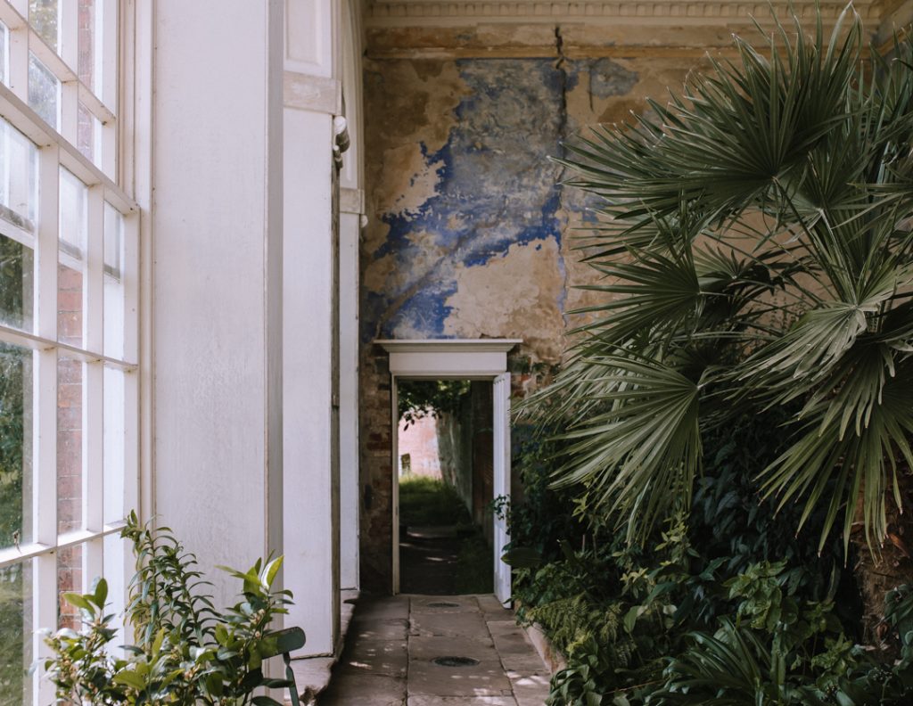 Inside the Orangery at Calke Abbey. A view down to the far door, with blue peeling paint above, and a huge palm tree to the side