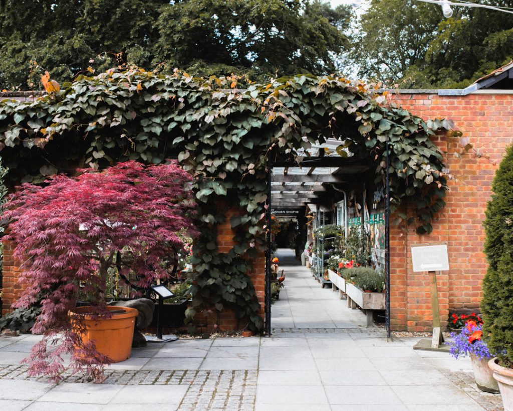 The entrance to the garden centre at Compton Acres. A brick wall is covered by a vine, and a red acer stands in a pot in front of the wall.