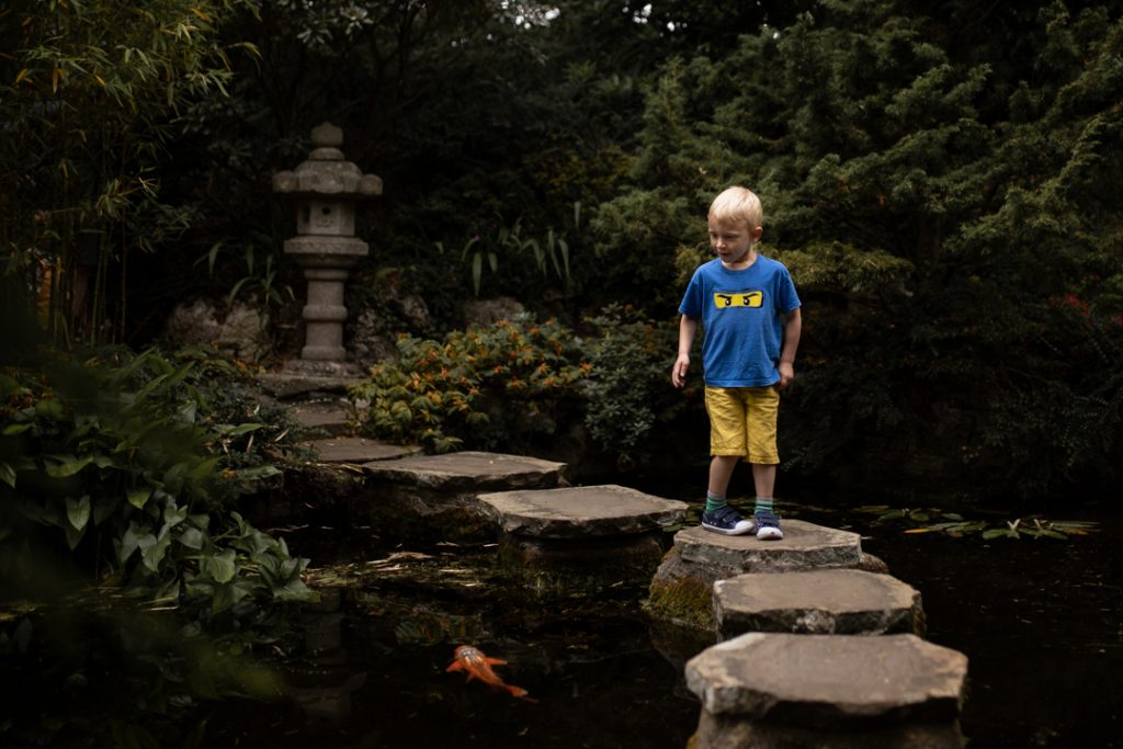 Little boy crossing the stepping stones in a Japanese garden, looking down at the orange koi carp swimming below