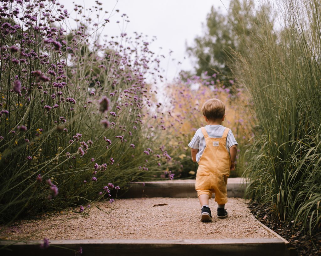 Little boy dressed in yellow dungarees, walking along a gravel path, surrounded by purple verbena flowers