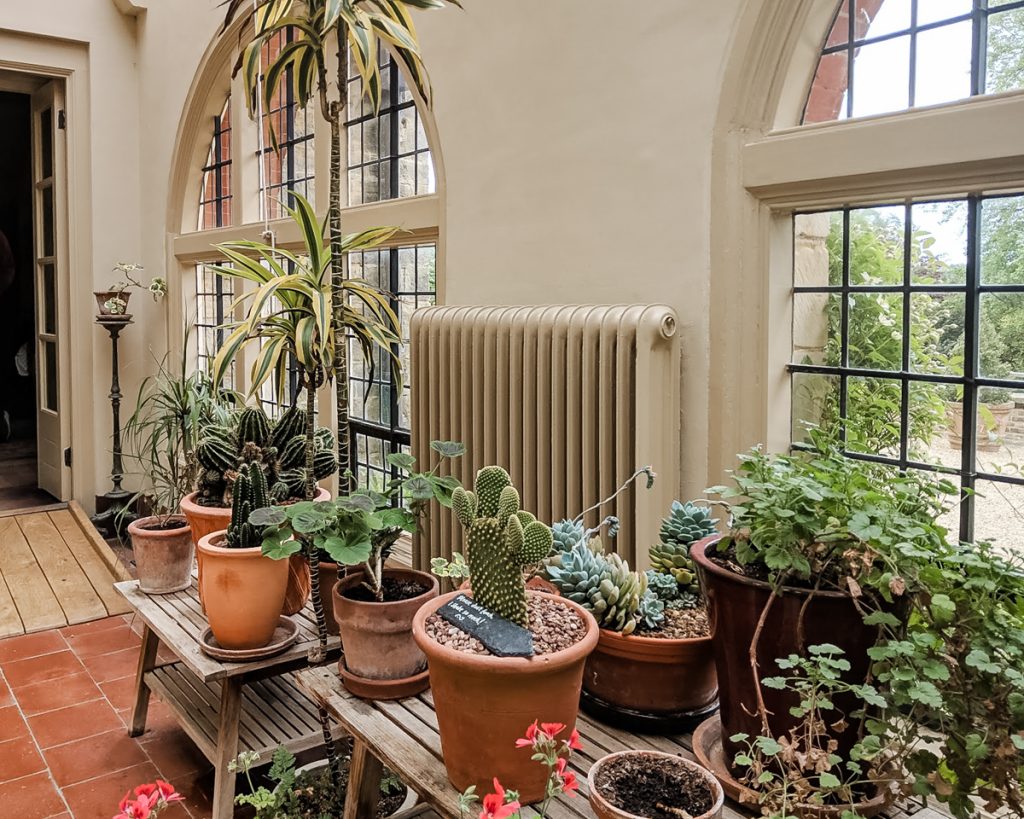 Two wooden tables stand in front of the windows, filled with pots containing cacti and succulents